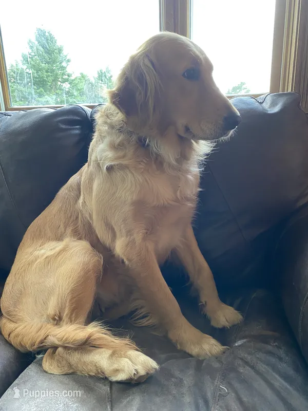 AKC Golden Archie, a male Golden Retriever for sale in Cleveland, TN – 1 of 2