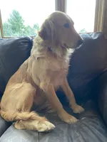 AKC Golden Archie, a male Golden Retriever for sale in Cleveland, TN – 1 of 2