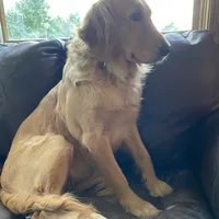 Golden Boy 2, a  Golden Retriever for sale in Cleveland, TN – Photo 2 of 2