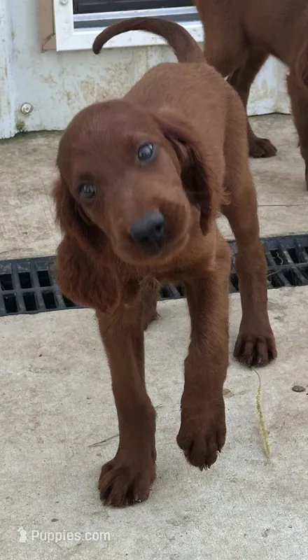 AKC Irish Setter Girl Scarlot – Irish Setter puppy for sale in Cleveland, TN