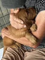 Golden Irish Girl 1, a female Golden Irish for sale in Cleveland, TN – 2 of 2