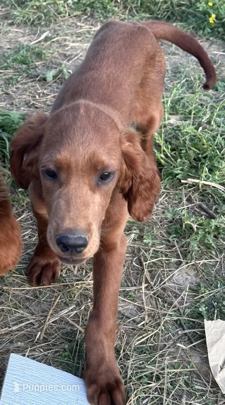 Golden Irish Boy 3 – Golden Irish puppy for sale in Cleveland, TN