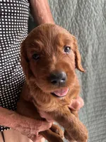 Golden Irish Girl 3, a female Golden Irish for sale in Cleveland, TN – 2 of 2