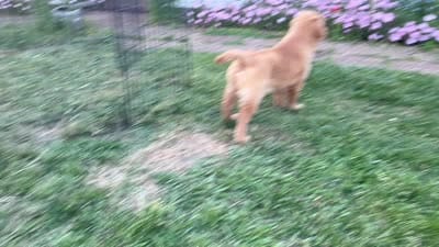 Golden Girl , a female Golden Retriever for sale in Cleveland, TN – 2 of 2