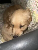 Rascal, a male Golden Retriever for sale in Cleveland, TN – 1 of 2