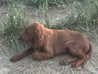 Golden Irish Boy 1, a male Golden Irish for sale in Cleveland, TN – 2 of 2