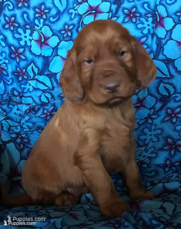 Golden Irish Boy 4 – Golden Irish puppy for sale in Cleveland, TN