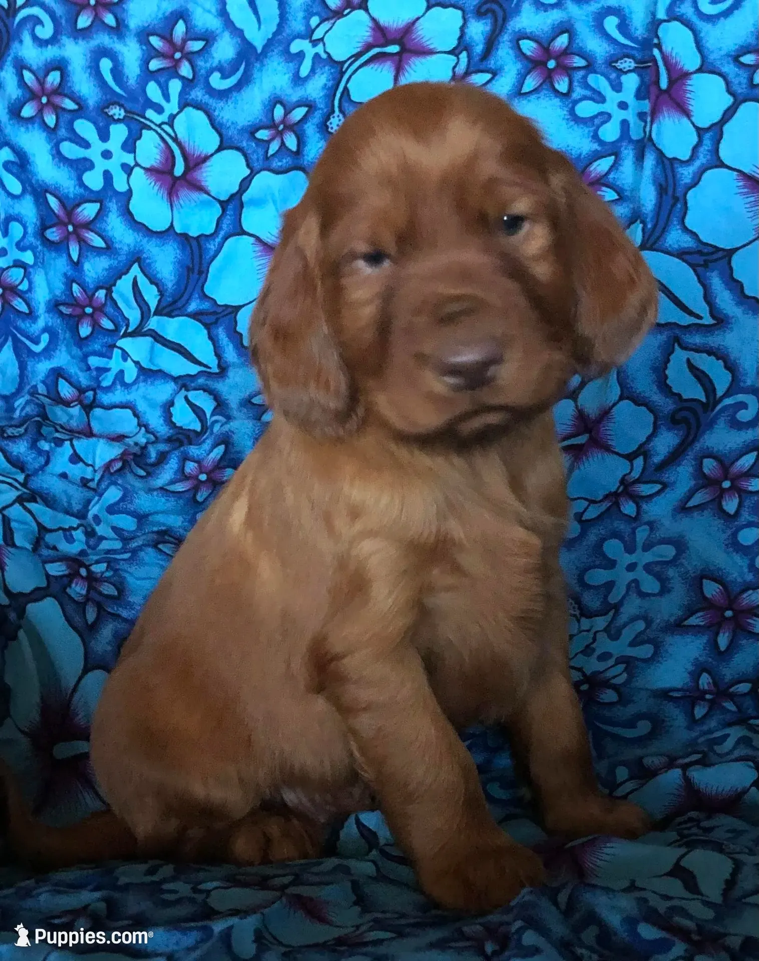 Golden Irish Boy 4, a male Golden Irish for sale in Cleveland, TN – 1 of 2