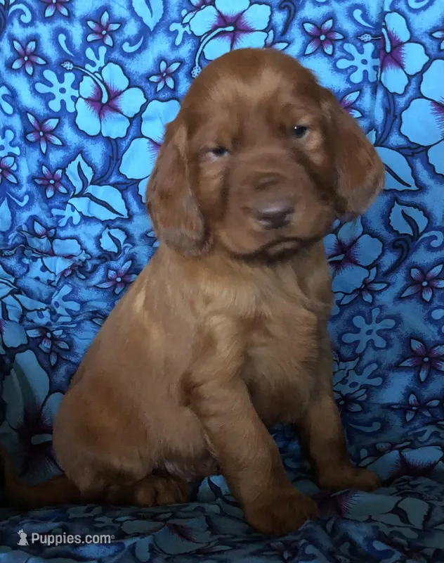Golden Irish Boy 1, a female Golden Irish for sale in Cleveland, TN – Photo 1 of 1
