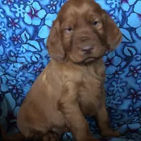 Photo of Golden Irish Boy 1
