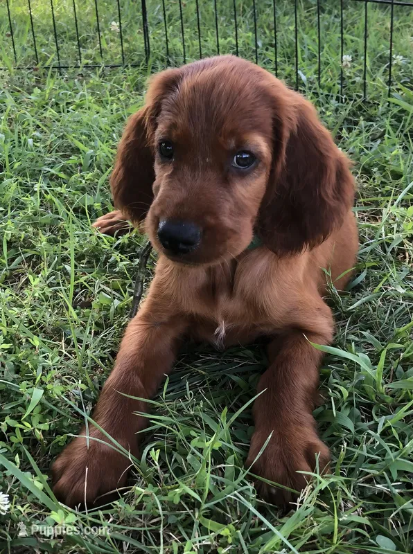 AKC Brigette  – Irish Setter puppy for sale in Cleveland, TN