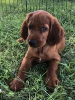 AKC Brigette , a female Irish Setter for sale in Cleveland, TN – 1 of 2