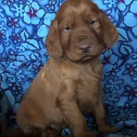 Photo of AKC Shawn