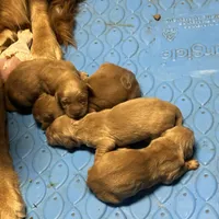 Golden Girl 1, a female Golden Retriever for sale in Cleveland, TN – Photo 4 of 4