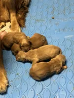 Golden Girl 1, a female Golden Retriever for sale in Cleveland, TN – Photo 4 of 4