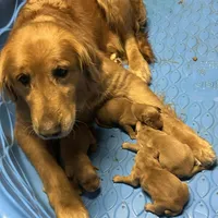 Golden Girl 1, a female Golden Retriever for sale in Cleveland, TN – Photo 2 of 4
