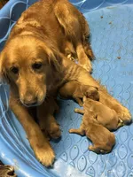 Golden Girl 1, a female Golden Retriever for sale in Cleveland, TN – Photo 2 of 4
