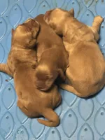 Golden Girl 1, a female Golden Retriever for sale in Cleveland, TN – Photo 3 of 4