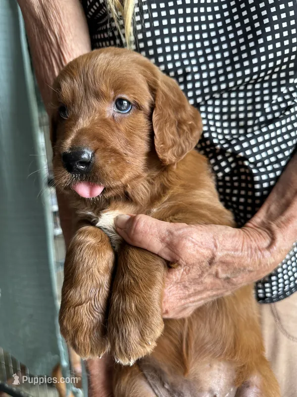Golden Irish Girl 1 – Golden Irish puppy for sale in Cleveland, TN