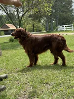 2nd Generation Golden Irish Boy 1, a male Golden Irish for sale in Cleveland, TN – 1 of 2
