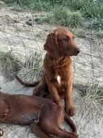 Golden Irish Boy 1, a male Golden Irish for sale in Cleveland, TN – 1 of 2