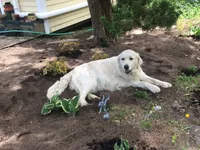 Sasha, a female English Cream Golden Retriever for sale in Cleveland, TN – 3 of 8