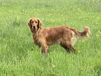 2nd Generation Golden Irish Boy 3, a male Golden Irish for sale in Cleveland, TN – 2 of 2