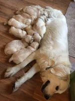 Sasha, a female English Cream Golden Retriever for sale in Cleveland, TN – 5 of 8