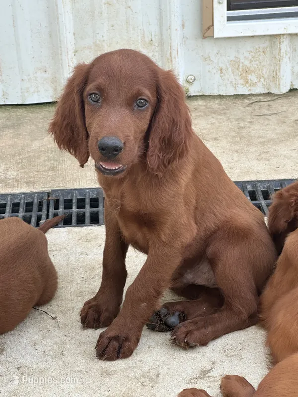 AKC Irish Setter Boy Sebastian – Irish Setter puppy for sale in Cleveland, TN