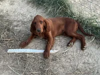 AKC Shawn, a male Irish Setter for sale in Cleveland, TN – 3 of 3