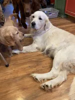 Sasha, a female English Cream Golden Retriever for sale in Cleveland, TN – 6 of 8