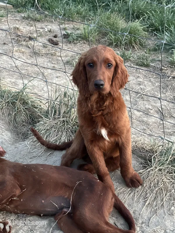 Golden Irish Boy 2 – Golden Irish puppy for sale in Cleveland, TN