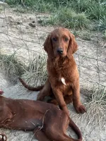 Golden Irish Boy 2, a male Golden Irish for sale in Cleveland, TN – 1 of 2