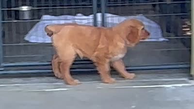 Golden Girl , a female Golden Retriever for sale in Cleveland, TN – 1 of 2