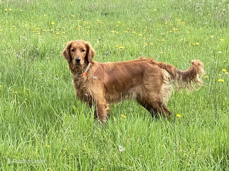 2nd Generation Golden Irish Girl 3 – Golden Irish puppy for sale in Cleveland, TN