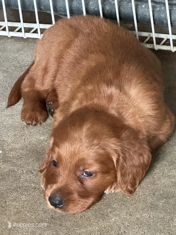 Golden Irish Girl 3 – Golden Irish puppy for sale in Cleveland, TN