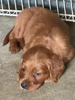Golden Irish Girl 3, a female Golden Irish for sale in Cleveland, TN – 1 of 2