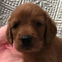 Golden Girl 3, a female Golden Retriever and Golden Irish for sale in Cleveland, TN – 1 of 1
