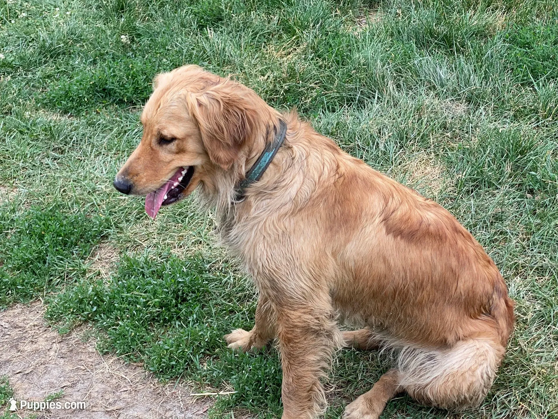 AKC Golden Richie, a male Golden Retriever for sale in Cleveland, TN – 2 of 2