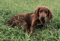 Daisy, a female Golden Retriever and Irish Setter for sale in Cleveland, TN – 2 of 2
