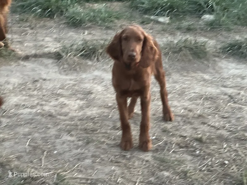 AKC Shawn – Irish Setter puppy for sale in Cleveland, TN