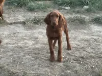 AKC Shawn, a male Irish Setter for sale in Cleveland, TN – 1 of 3