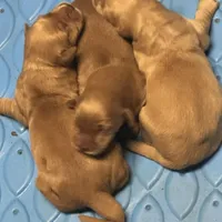 Golden Boy 1, a male Golden Retriever for sale in Cleveland, TN – Photo 3 of 4