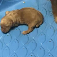 Golden Boy 1, a male Golden Retriever for sale in Cleveland, TN – Photo 1 of 4