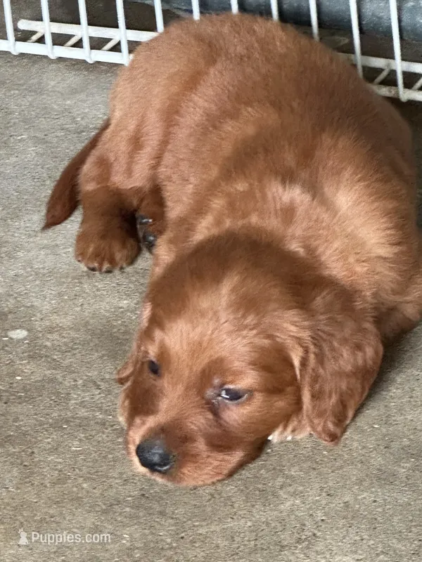 Golden Irish Boy Liam – Golden Retriever, Golden Irish puppy for sale in Cleveland, TN