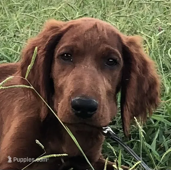 Daisy – Golden Retriever, Irish Setter puppy for sale in Cleveland, TN