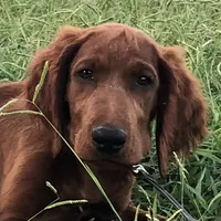 Daisy, a female Golden Retriever and Irish Setter for sale in Cleveland, TN – 1 of 2