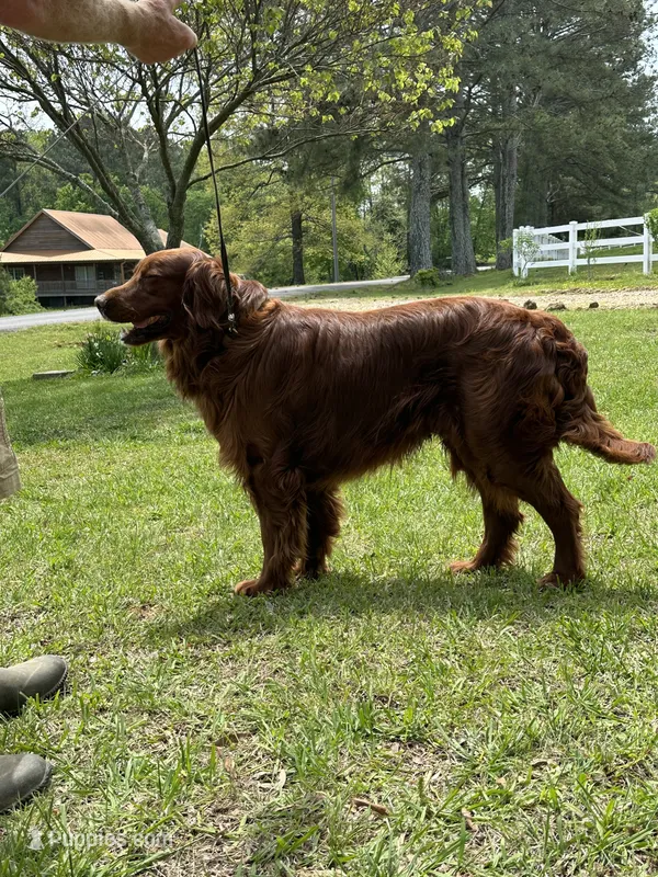 2nd Generation Golden Irish Boy 3 – Golden Irish puppy for sale in Cleveland, TN