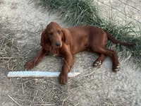 Golden Irish Boy 2, a male Golden Irish for sale in Cleveland, TN – 2 of 2