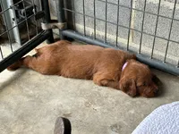 Golden Irish Girl 2, a female Golden Irish for sale in Cleveland, TN – 2 of 2